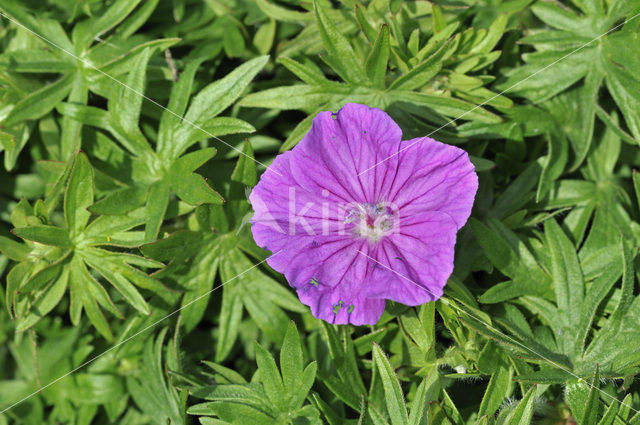 Bloedooievaarsbek (Geranium sanguineum)