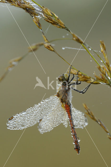 Bloedrode heidelibel (Sympetrum sanguineum)