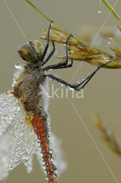 Bloedrode heidelibel (Sympetrum sanguineum)