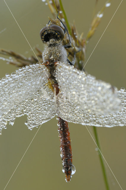 Ruddy Darter (Sympetrum sanguineum)