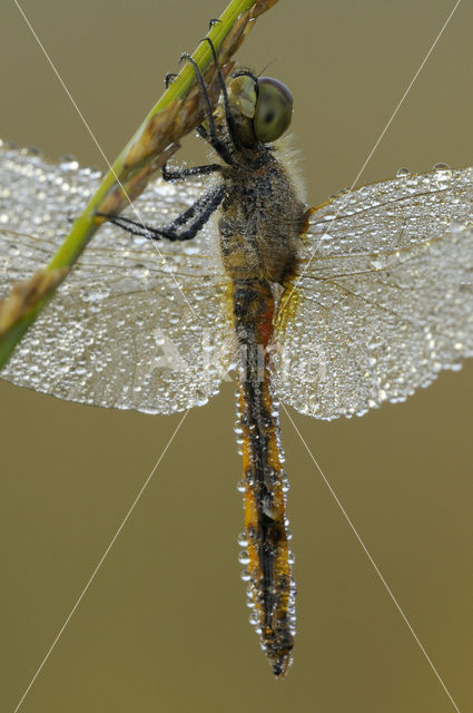 Bloedrode heidelibel (Sympetrum sanguineum)