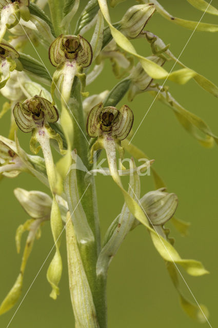 Bokkenorchis (Himantoglossum hircinum)