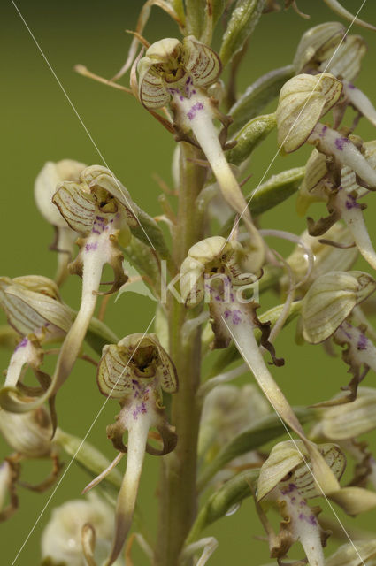 Bokkenorchis (Himantoglossum hircinum)