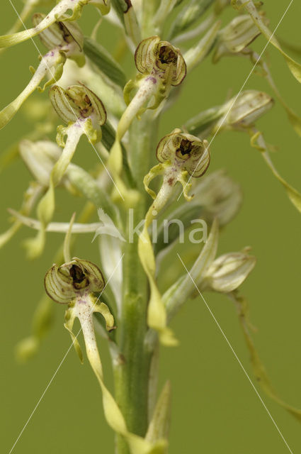 Bokkenorchis (Himantoglossum hircinum)