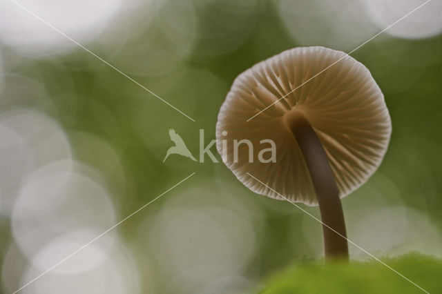 bonnet (Mycena spec.)