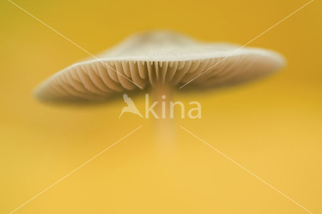 bonnet (Mycena spec.)