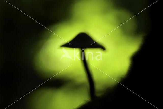 bonnet (Mycena spec.)