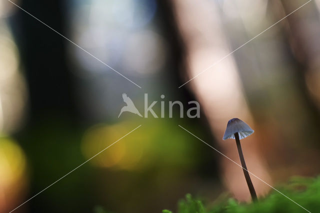 bonnet (Mycena spec.)