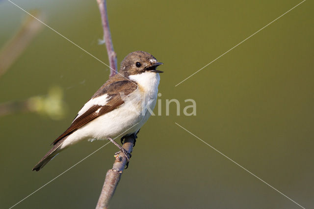 European Pied Flycatcher (Ficedula hypoleuca)