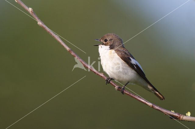 European Pied Flycatcher (Ficedula hypoleuca)