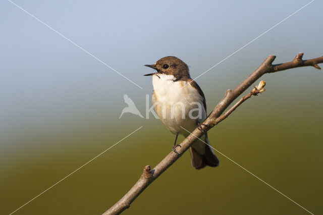 European Pied Flycatcher (Ficedula hypoleuca)