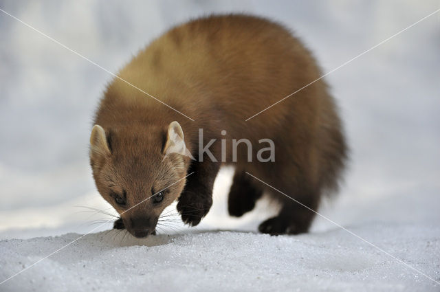 Pine Marten (Martes martes)