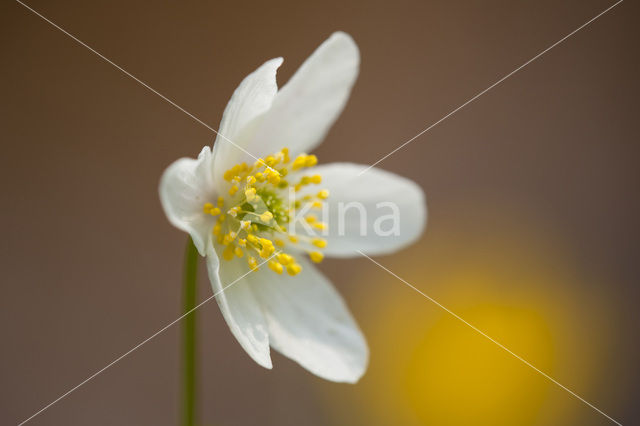 Wood Anemone (Anemone nemorosa)