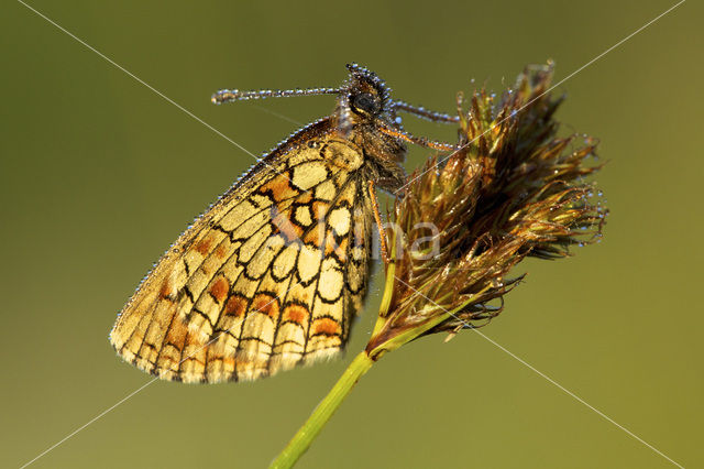 Bosparelmoervlinder (Melitaea athalia)