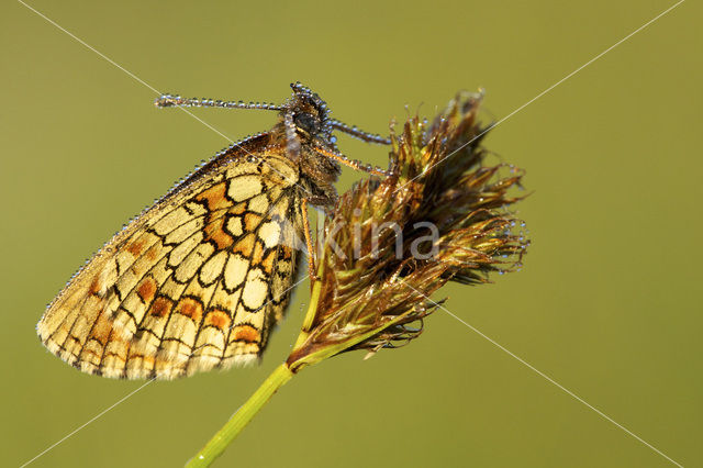 Heath Fritillary (Melitaea athalia)