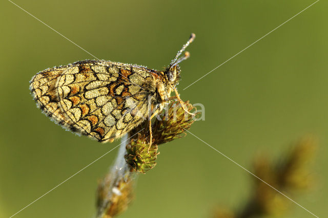 Bosparelmoervlinder (Melitaea athalia)