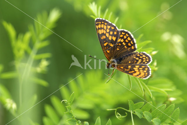 Heath Fritillary (Melitaea athalia)