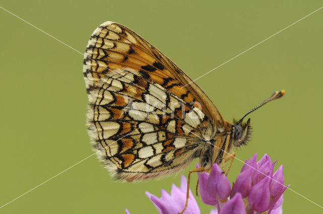 Bosparelmoervlinder (Melitaea athalia)