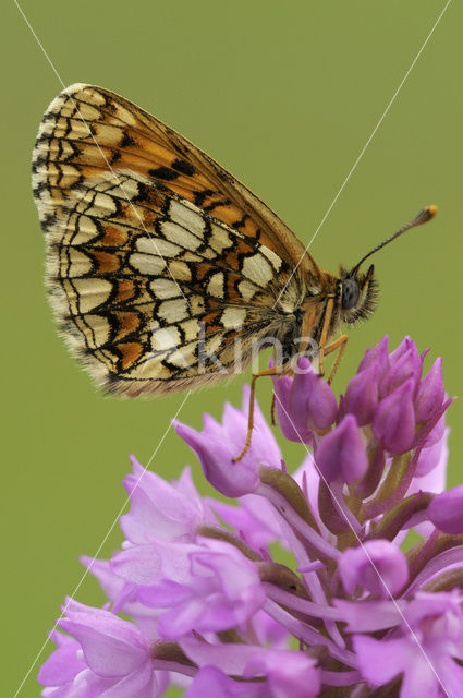 Heath Fritillary (Melitaea athalia)