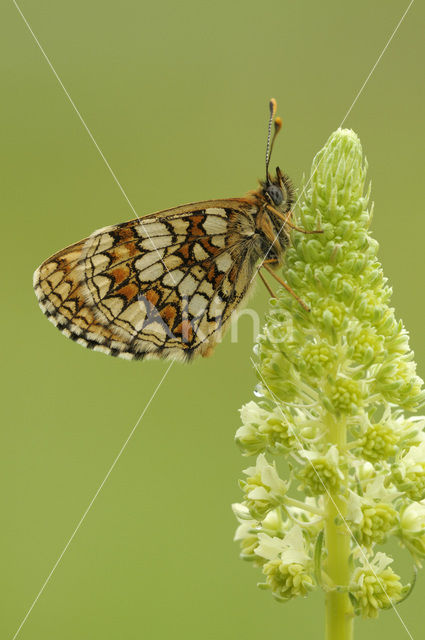 Heath Fritillary (Melitaea athalia)