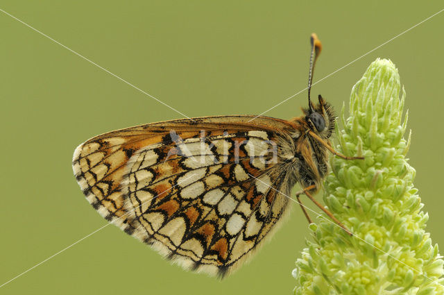 Bosparelmoervlinder (Melitaea athalia)