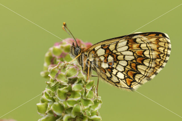 Bosparelmoervlinder (Melitaea athalia)