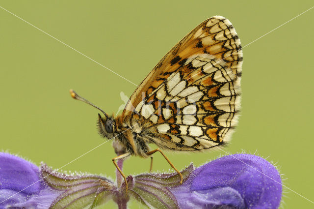 Heath Fritillary (Melitaea athalia)