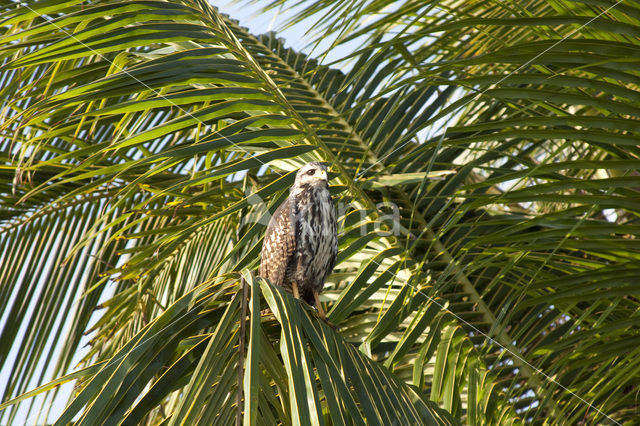 Breedvleugelbuizerd (Buteo platypterus)