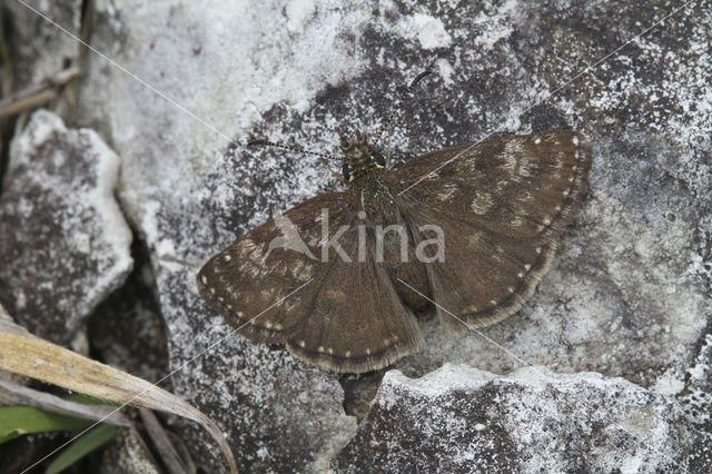 Bruin dikkopje (Erynnis tages)