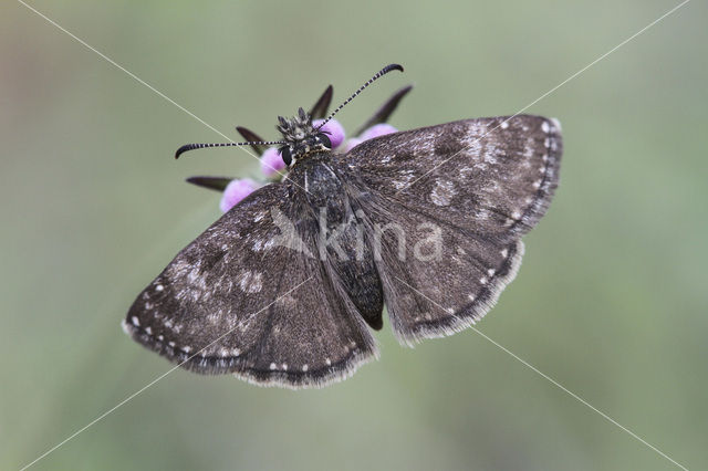 Bruin dikkopje (Erynnis tages)