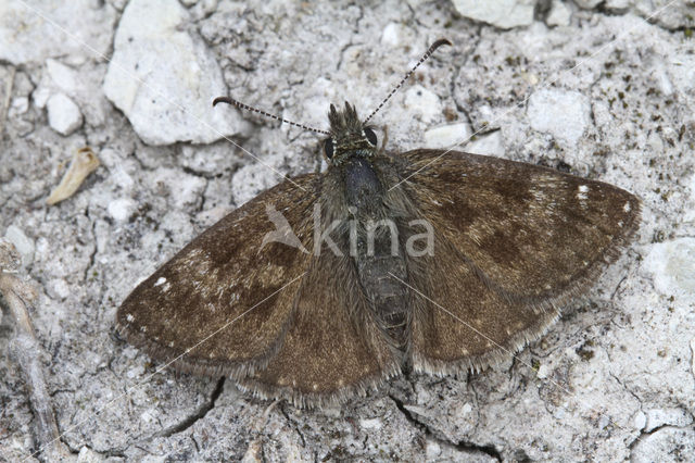 Dingy Skipper (Erynnis tages)