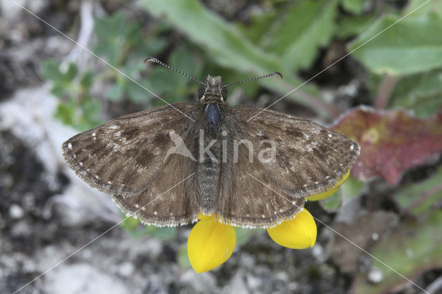 Bruin dikkopje (Erynnis tages)