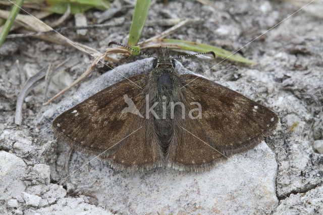 Dingy Skipper (Erynnis tages)