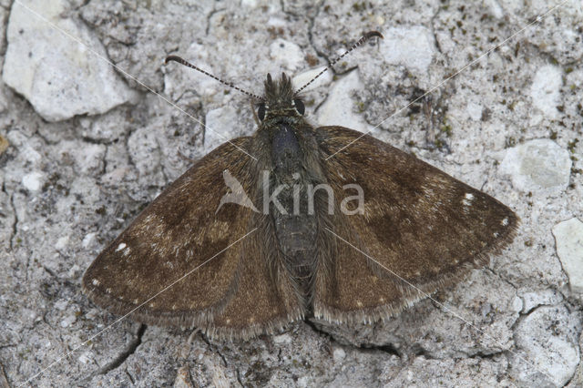 Dingy Skipper (Erynnis tages)