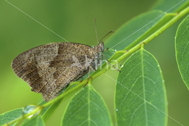 Meadow Brown (Maniola jurtina)