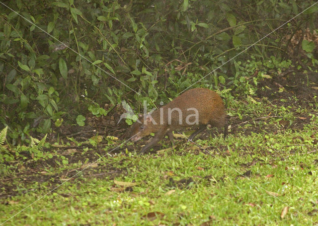 Brown Agouti (Dasyprocta variegata)
