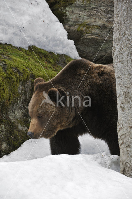 Bruine beer (Ursus arctos)