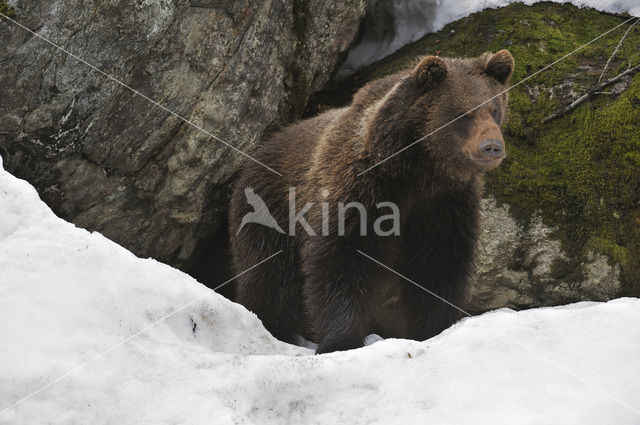 Bruine beer (Ursus arctos)