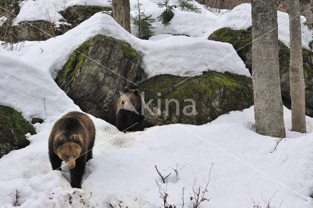 Bruine beer (Ursus arctos)