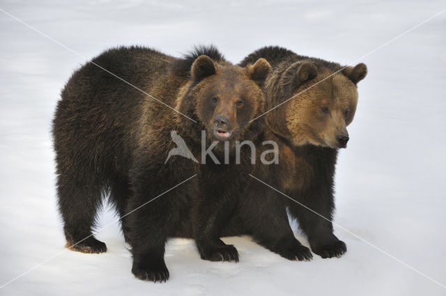 Bruine beer (Ursus arctos)