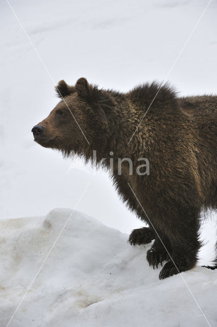 Bruine beer (Ursus arctos)