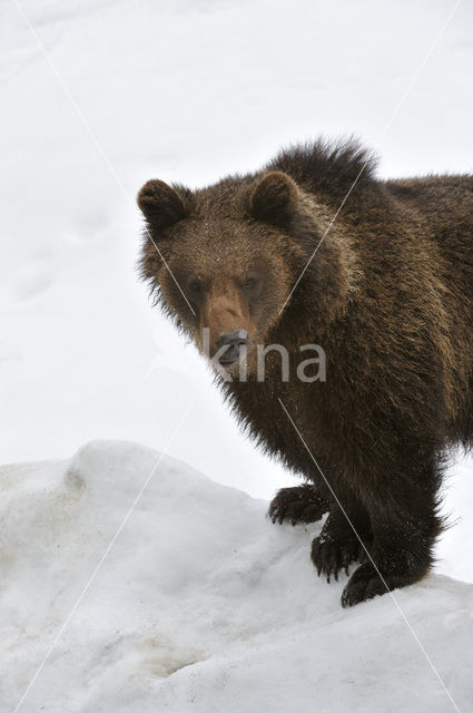 Bruine beer (Ursus arctos)