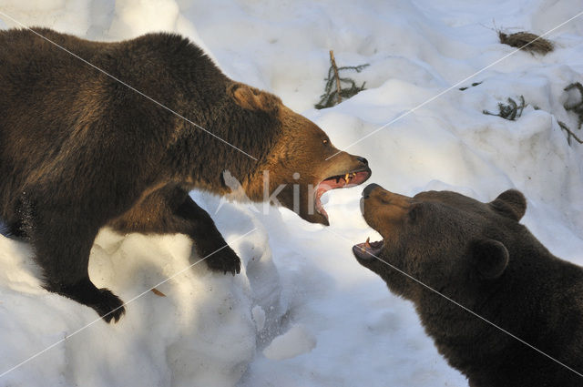 Bruine beer (Ursus arctos)