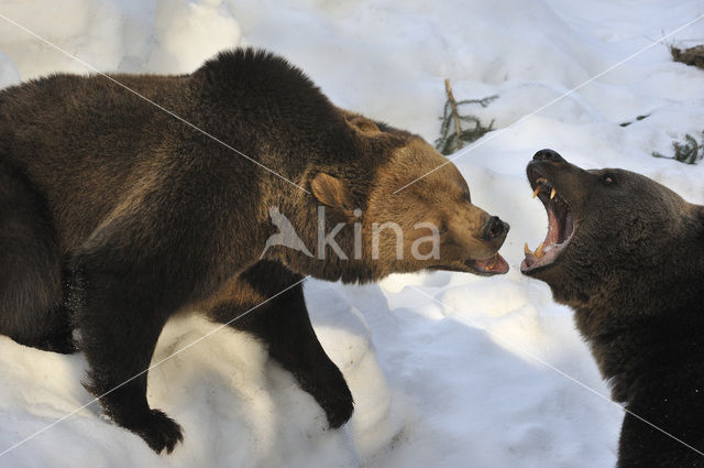 Bruine beer (Ursus arctos)