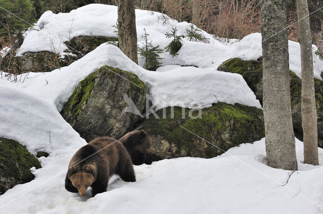 Brown Bear (Ursus arctos)