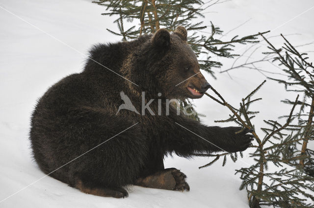 Bruine beer (Ursus arctos)