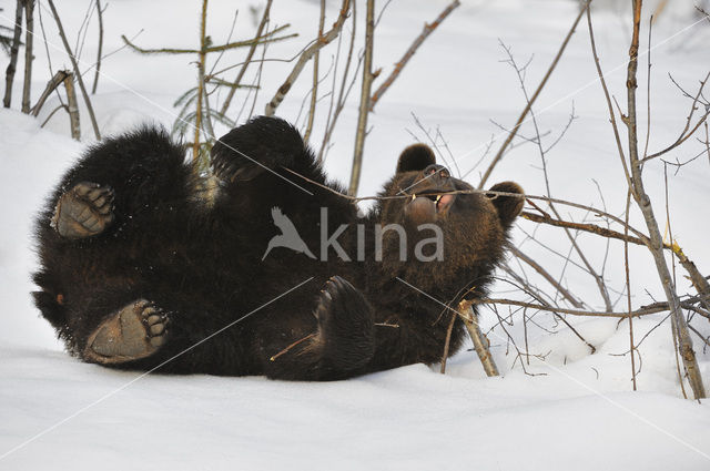 Bruine beer (Ursus arctos)