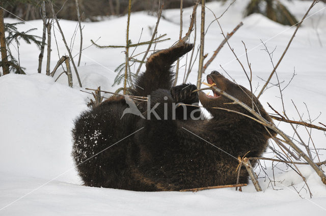 Brown Bear (Ursus arctos)