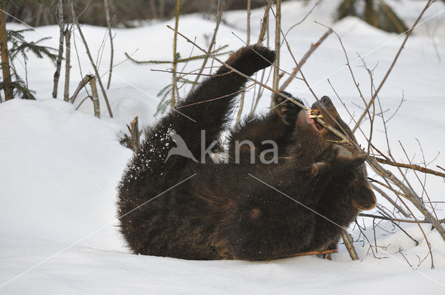 Bruine beer (Ursus arctos)