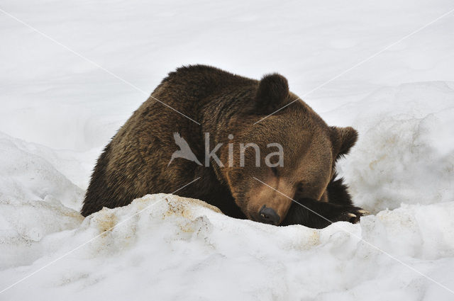 Bruine beer (Ursus arctos)